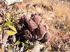Crassula swaziensis