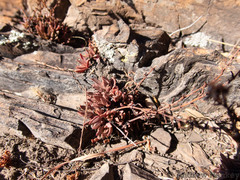 Crassula setulosa jenkinsii