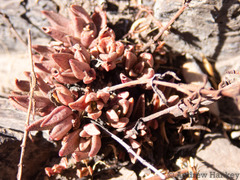 Crassula setulosa jenkinsii