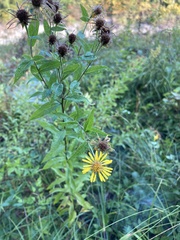 Pentanema helveticum