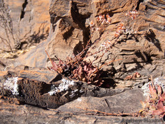 Crassula setulosa jenkinsii