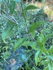 Pentanema helveticum