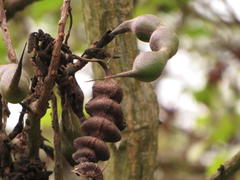 Erythrina madagascariensis
