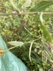 Pentanema helveticum