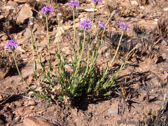 Pseudopegolettia tenella