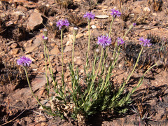 Pseudopegolettia tenella