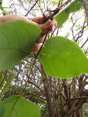 Erythrina madagascariensis