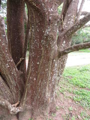 Erythrina madagascariensis