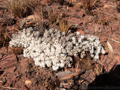 Helichrysum cerastioides