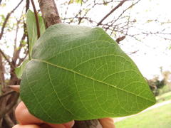 Erythrina madagascariensis