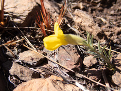 Pearsonia sessilifolia