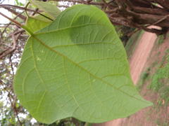 Erythrina madagascariensis