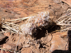 Anacampseros subnuda subnuda