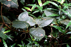 Parsonsia fulva