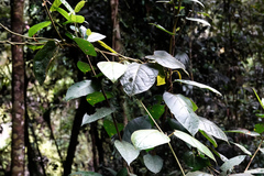 Parsonsia fulva