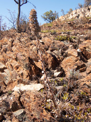 Kalanchoe thyrsiflora