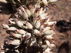 Kalanchoe thyrsiflora