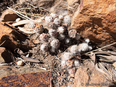 Anacampseros subnuda subnuda