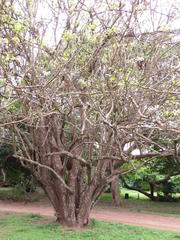 Erythrina madagascariensis