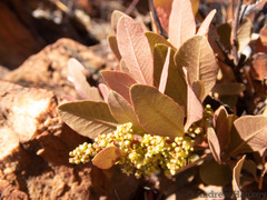 Searsia magalismontana magalismontana