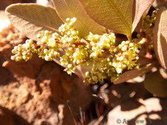 Searsia magalismontana magalismontana