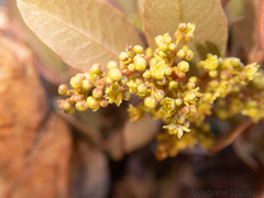Searsia magalismontana magalismontana