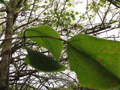 Erythrina madagascariensis