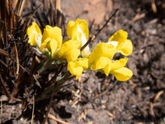 Pearsonia sessilifolia
