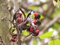 Erythrina madagascariensis