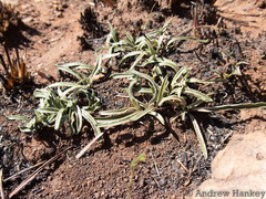 Gazania krebsiana serrulata