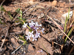 Pentanisia angustifolia