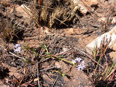 Pentanisia angustifolia