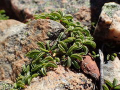 Oxalis stokoei
