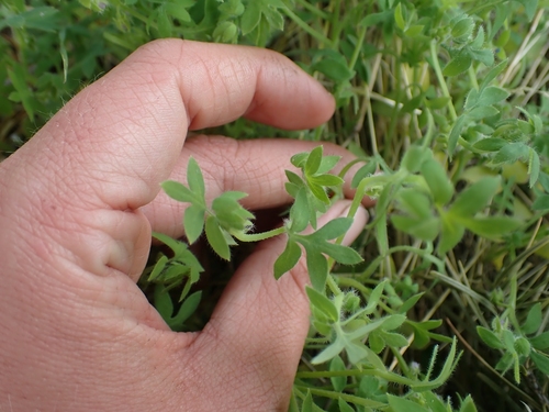 Image of Nemophila breviflora by no rights reserved