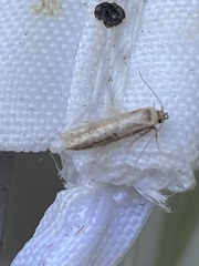 Blastobasis adustella