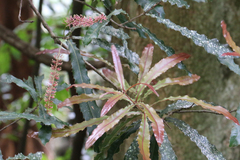 Macadamia tetraphylla