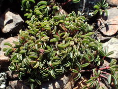 Oxalis stokoei