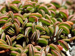 Oxalis stokoei