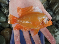 Amphilophus labiatus