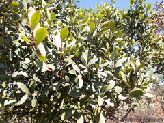 Pterocelastrus echinatus