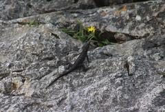 Ninurta coeruleopunctatus