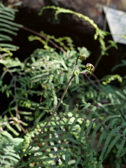 Gleichenia rupestris