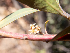 Pterocelastrus echinatus