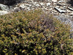 Cliffortia weimarckii