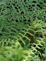 Gleichenia rupestris