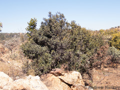 Pterocelastrus echinatus