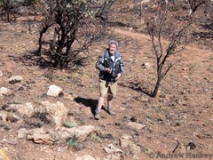 Protea caffra caffra