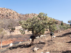 Protea caffra caffra