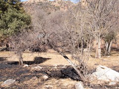 Gymnosporia buxifolia