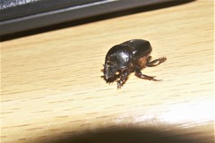 Onthophagus